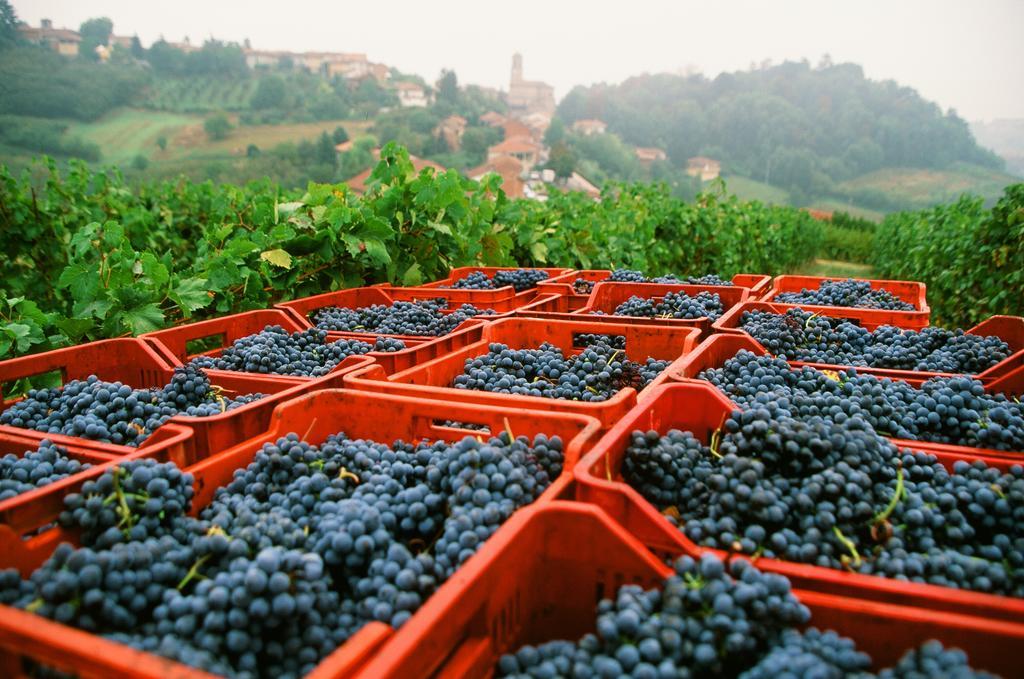 Marchesi Alfieri - Cantine E Ospitalita San Martino Alfieri Kültér fotó