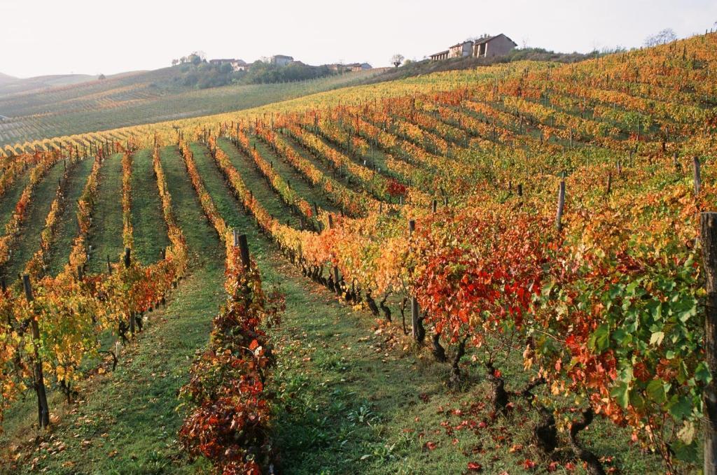 Marchesi Alfieri - Cantine E Ospitalita San Martino Alfieri Kültér fotó
